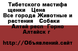  Тибетского мастифа щенки › Цена ­ 10 000 - Все города Животные и растения » Собаки   . Алтай респ.,Горно-Алтайск г.